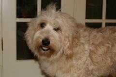 Picture of Cole, an Australian Labradodle