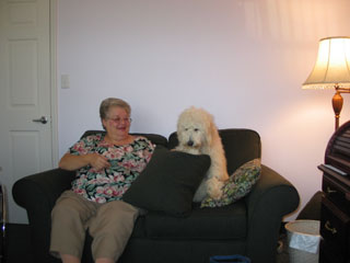 Picture of Gracie, an Australian Labradoodle, settles in with a client