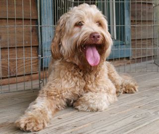 Picture of Romeo, an Australian Labradoodle
