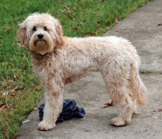 Picture of Roxie, an Australian Labradoodle