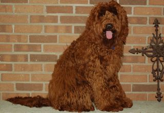 Picture of Cappy, an Australian Labradoodle