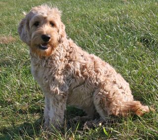 Picture of Cappy, an Australian Labradoodle